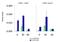 Mediator Complex Subunit 31 antibody, GTX45020, GeneTex, Chromatin Immunoprecipitation image 