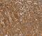 Pleckstrin Homology And RhoGEF Domain Containing G6 antibody, PA5-50458, Invitrogen Antibodies, Immunohistochemistry paraffin image 