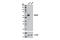 RUNX Family Transcription Factor 2 antibody, 12556S, Cell Signaling Technology, Western Blot image 