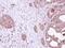 Heat Shock Protein Family A (Hsp70) Member 8 antibody, NBP2-16881, Novus Biologicals, Immunohistochemistry frozen image 