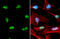 Nucleolin antibody, GTX132778, GeneTex, Immunofluorescence image 