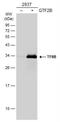 General Transcription Factor IIB antibody, NBP1-32622, Novus Biologicals, Western Blot image 