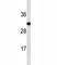 Insulin Like Growth Factor 2 antibody, F40376-0.4ML, NSJ Bioreagents, Western Blot image 