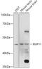 Immunoglobulin Superfamily Member 11 antibody, 18-128, ProSci, Western Blot image 