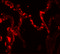 Interleukin 37 antibody, 7499, ProSci, Immunofluorescence image 