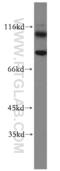 Prominin 1 antibody, 19946-1-AP, Proteintech Group, Western Blot image 