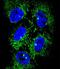 Alcohol Dehydrogenase 7 (Class IV), Mu Or Sigma Polypeptide antibody, LS-C156092, Lifespan Biosciences, Immunofluorescence image 