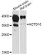 Potassium Channel Tetramerization Domain Containing 10 antibody, abx126045, Abbexa, Western Blot image 