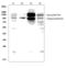 Discoidin Domain Receptor Tyrosine Kinase 2 antibody, LS-C313017, Lifespan Biosciences, Western Blot image 