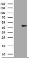 TIA1 Cytotoxic Granule Associated RNA Binding Protein antibody, MA5-26475, Invitrogen Antibodies, Western Blot image 