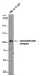 Nuclear Receptor Subfamily 3 Group C Member 1 antibody, PA5-21341, Invitrogen Antibodies, Western Blot image 