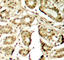 Myocyte Enhancer Factor 2A antibody, abx000452, Abbexa, Western Blot image 