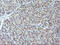 Mitogen-Activated Protein Kinase Kinase 3 antibody, LS-C337936, Lifespan Biosciences, Immunohistochemistry frozen image 