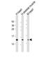 NADH:Ubiquinone Oxidoreductase Subunit S6 antibody, M09082, Boster Biological Technology, Western Blot image 