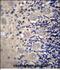 DRG1 antibody, PA5-48411, Invitrogen Antibodies, Immunohistochemistry frozen image 