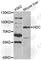 Histidine Decarboxylase antibody, A5465, ABclonal Technology, Western Blot image 