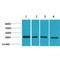 Snail Family Transcriptional Repressor 2 antibody, LS-C387776, Lifespan Biosciences, Western Blot image 