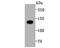 Involucrin antibody, NBP2-75544, Novus Biologicals, Western Blot image 