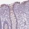 NHS Like 2 antibody, HPA054858, Atlas Antibodies, Immunohistochemistry frozen image 