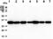 Peptidylprolyl Isomerase E antibody, GTX57706, GeneTex, Western Blot image 