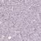 INO1 antibody, HPA007931, Atlas Antibodies, Immunohistochemistry paraffin image 