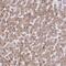 APOBEC1 Complementation Factor antibody, PA5-60608, Invitrogen Antibodies, Immunohistochemistry frozen image 