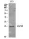 Fibroblast Growth Factor 17 antibody, STJ97249, St John