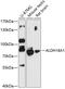 GPR antibody, 14-332, ProSci, Western Blot image 