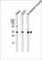 RNA Polymerase II Subunit C antibody, PA5-35297, Invitrogen Antibodies, Western Blot image 
