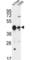 Phospholipase A1 member A antibody, abx034417, Abbexa, Western Blot image 