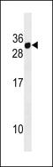 CD300e Molecule antibody, LS-C159307, Lifespan Biosciences, Western Blot image 