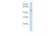 Zinc Finger Protein 561 antibody, PA5-68718, Invitrogen Antibodies, Western Blot image 