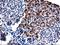 TBC1 Domain Family Member 21 antibody, LS-C173402, Lifespan Biosciences, Immunohistochemistry paraffin image 