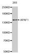 Apoptotic Peptidase Activating Factor 1 antibody, MBS125853, MyBioSource, Western Blot image 