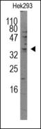 Serine And Arginine Rich Splicing Factor 2 antibody, 200181, Abbiotec, Western Blot image 
