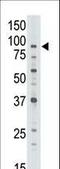 ATP Binding Cassette Subfamily B Member 7 antibody, LS-C100362, Lifespan Biosciences, Western Blot image 