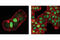 Cyclin Dependent Kinase Inhibitor 1B antibody, 3686S, Cell Signaling Technology, Immunocytochemistry image 