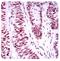 Tumor Protein P53 Binding Protein 1 antibody, NBP2-25028, Novus Biologicals, Immunohistochemistry frozen image 