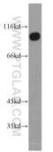 Tight Junction Associated Protein 1 antibody, 17734-1-AP, Proteintech Group, Western Blot image 