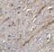 TNF Superfamily Member 12 antibody, 3791, ProSci, Immunohistochemistry paraffin image 