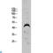 Dual Specificity Phosphatase 4 antibody, LS-C813400, Lifespan Biosciences, Western Blot image 