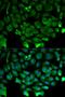 Cullin 3 antibody, LS-C331244, Lifespan Biosciences, Immunofluorescence image 