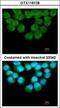Ubiquitin Recognition Factor In ER Associated Degradation 1 antibody, GTX118138, GeneTex, Immunocytochemistry image 