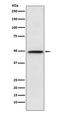 Nuclear Factor I B antibody, M01537-2, Boster Biological Technology, Western Blot image 