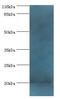 Neurotensin antibody, LS-C370056, Lifespan Biosciences, Western Blot image 