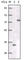 Estrogen Receptor 1 antibody, abx010734, Abbexa, Western Blot image 