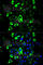 Granzyme B antibody, A2557, ABclonal Technology, Immunofluorescence image 