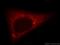 NudC Domain Containing 2 antibody, 21205-1-AP, Proteintech Group, Immunofluorescence image 