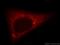 NudC Domain Containing 2 antibody, 21205-1-AP, Proteintech Group, Immunofluorescence image 