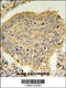 Trafficking Protein Particle Complex 6A antibody, 61-872, ProSci, Immunohistochemistry paraffin image 